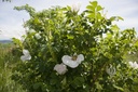 Rosa rugosa - La Pépinière d'Agnens