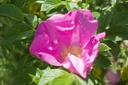 Rosa rugosa - La Pépinière d'Agnens