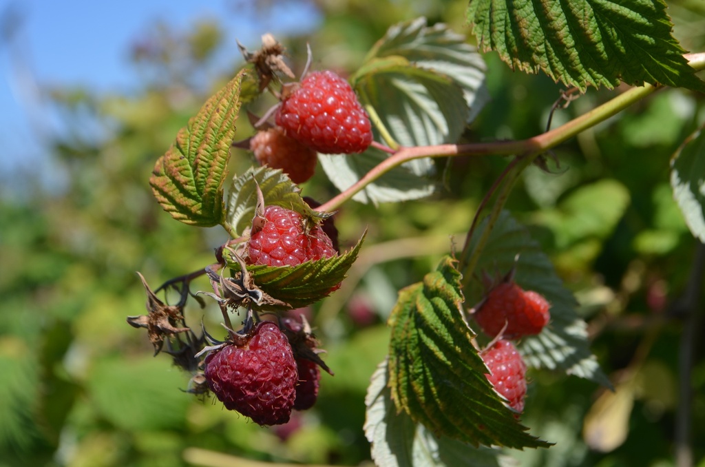 Rubus (2) idaeus 'Enrosadira' - La Pépinière d'Agnens