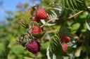 Rubus (2) idaeus 'Enrosadira' - La Pépinière d'Agnens