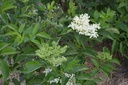 Sambucus nigra 'Haschberg' - La Pépinière d'Agnens
