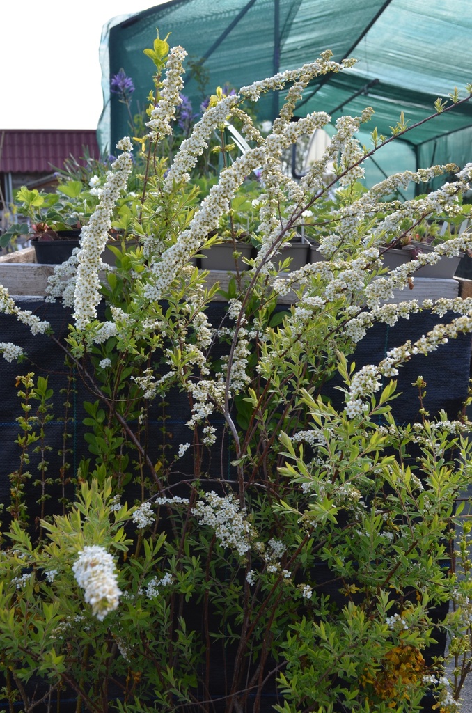 Spiraea cinerea 'Grefsheim' - La Pépinière d'Agnens