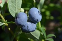 Vaccinium corymbosum 'Blue Crop' - La Pépinière d'Agnens