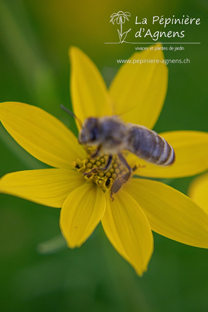 Coreopsis verticillata 'Grandiflora'- La pépinière d'Agnens