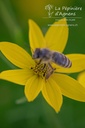 Coreopsis verticillata 'Grandiflora'- La pépinière d'Agnens