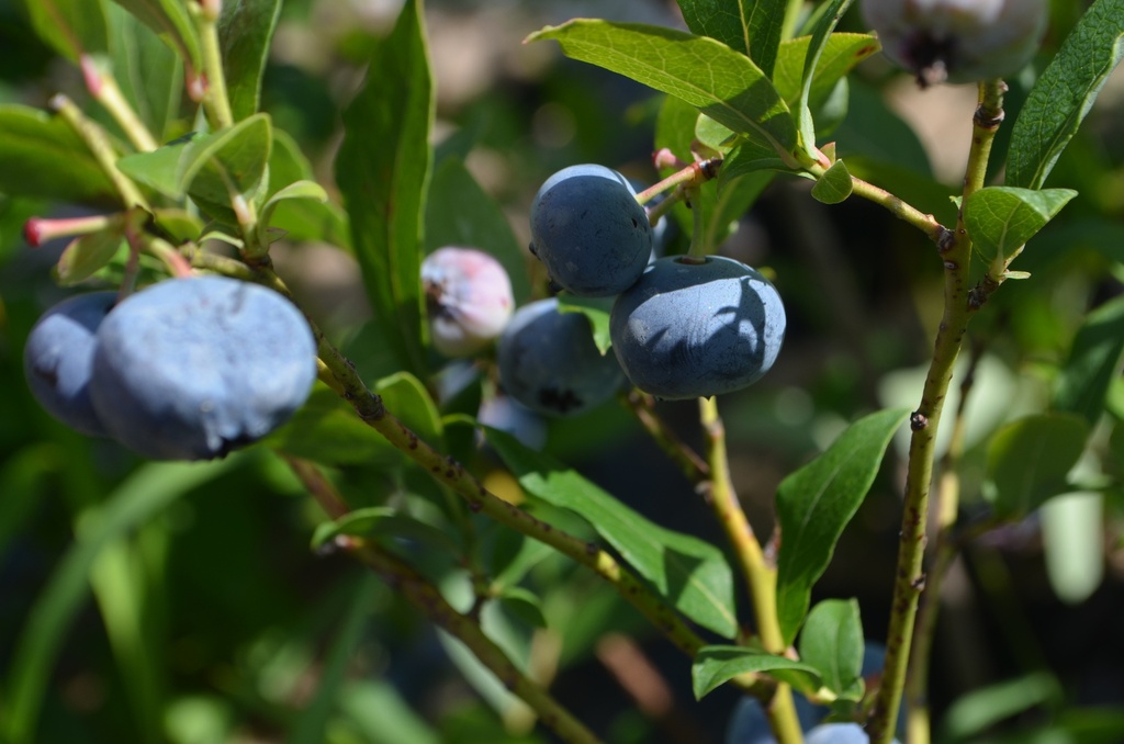 Vaccinium corymbosum 'Blue Crop' - La Pépinière d'Agnens