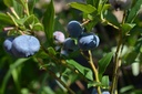 Vaccinium corymbosum 'Blue Crop' - La Pépinière d'Agnens