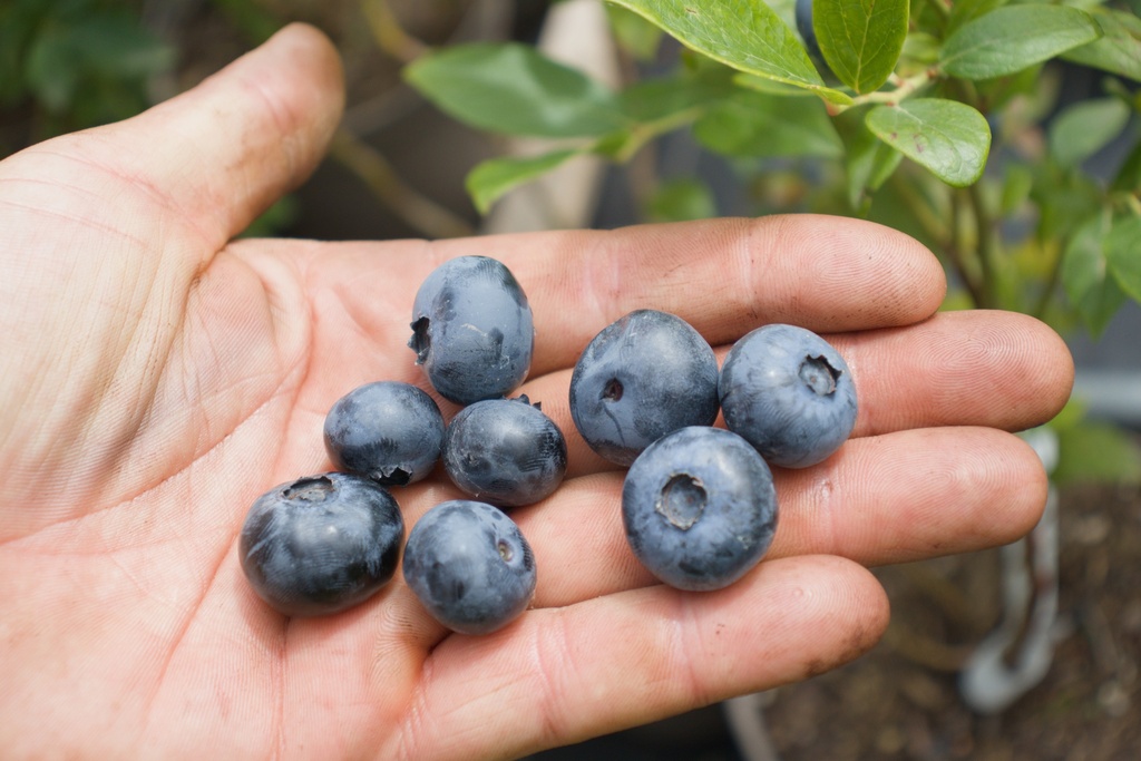 Vaccinium corymbosum 'Duke' - La Pépinière d'Agnens