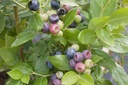 Vaccinium corymbosum 'Duke' - La Pépinière d'Agnens