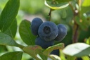 Vaccinium corymbosum 'Elisabeth' - La Pépinière d'Agnens