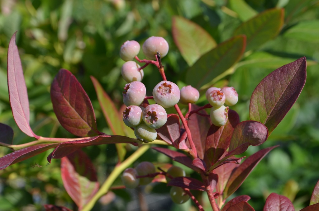 Vaccinium corymbosum 'Elisabeth' - La Pépinière d'Agnens