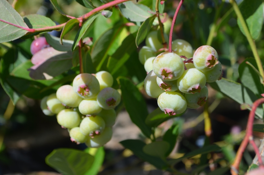 Vaccinium corymbosum 'Liberty' - La Pépinière d'Agnens
