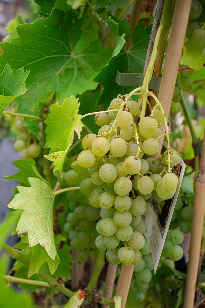 Vitis Raisin 'Birstaler Muscat' - La Pépinière d'Agnens