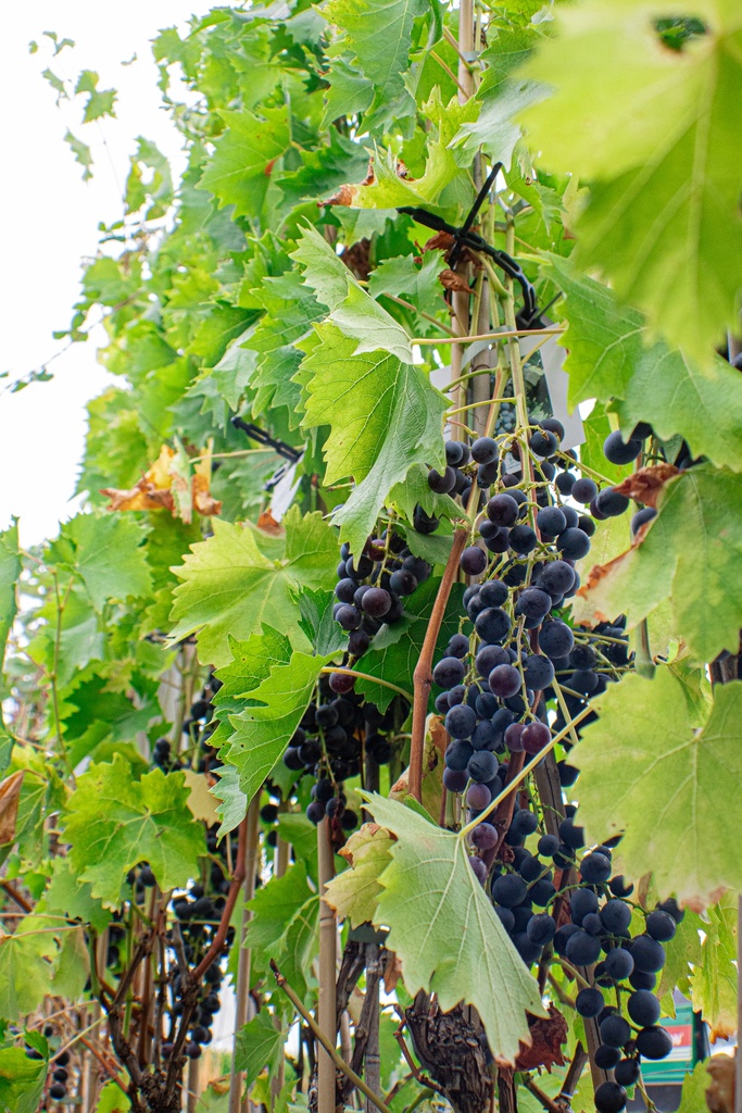 Vitis Raisin 'Muscat Bleu' - La Pépinière d'Agnens
