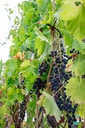 Vitis Raisin 'Muscat Bleu' - La Pépinière d'Agnens