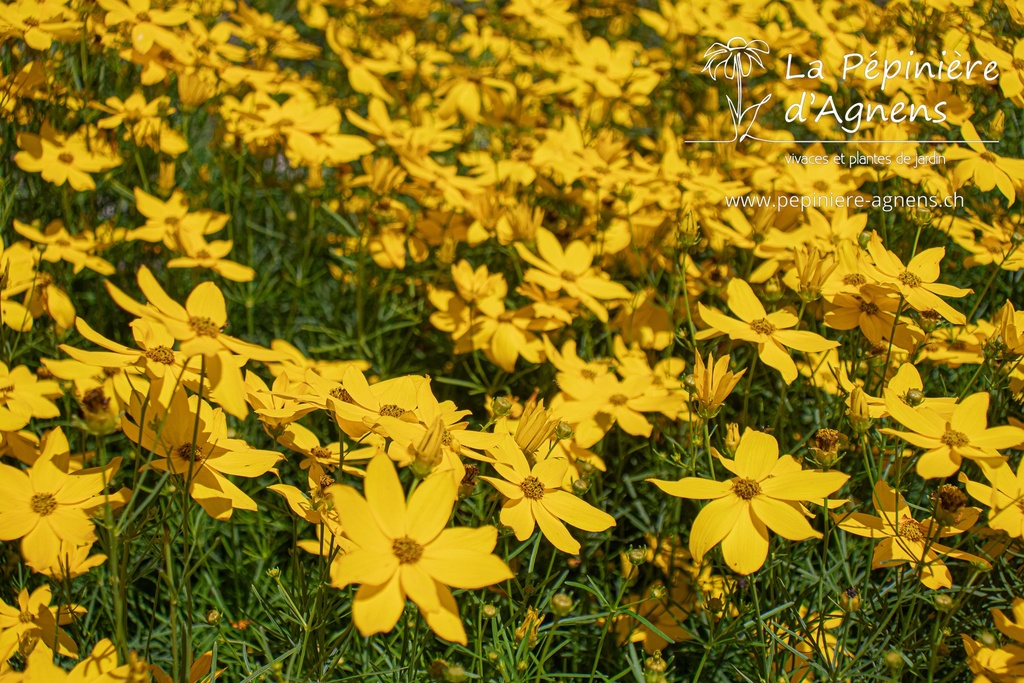 Coreopsis verticillata 'Grandiflora'- La pépinière d'Agnens