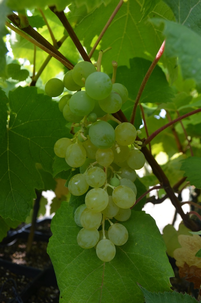 Vitis Raisin 'Noah' - La Pépinière d'Agnens