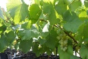 Vitis Raisin 'Noah' - La Pépinière d'Agnens