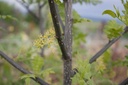 Zanthoxylum piperitum - La Pépinière d'Agnens