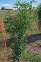 Zanthoxylum piperitum - La Pépinière d'Agnens