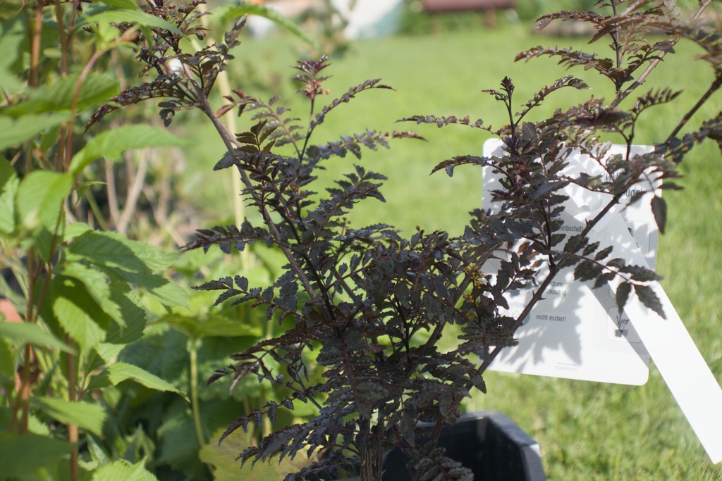 Zanthoxylum piperitum 'Black Magic' - La Pépinière d'Agnens