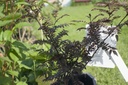 Zanthoxylum piperitum 'Black Magic' - La Pépinière d'Agnens