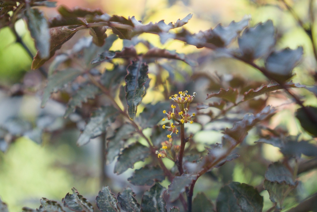 Zanthoxylum piperitum 'Black Magic' - La Pépinière d'Agnens