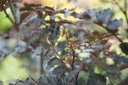 Zanthoxylum piperitum 'Black Magic' - La Pépinière d'Agnens