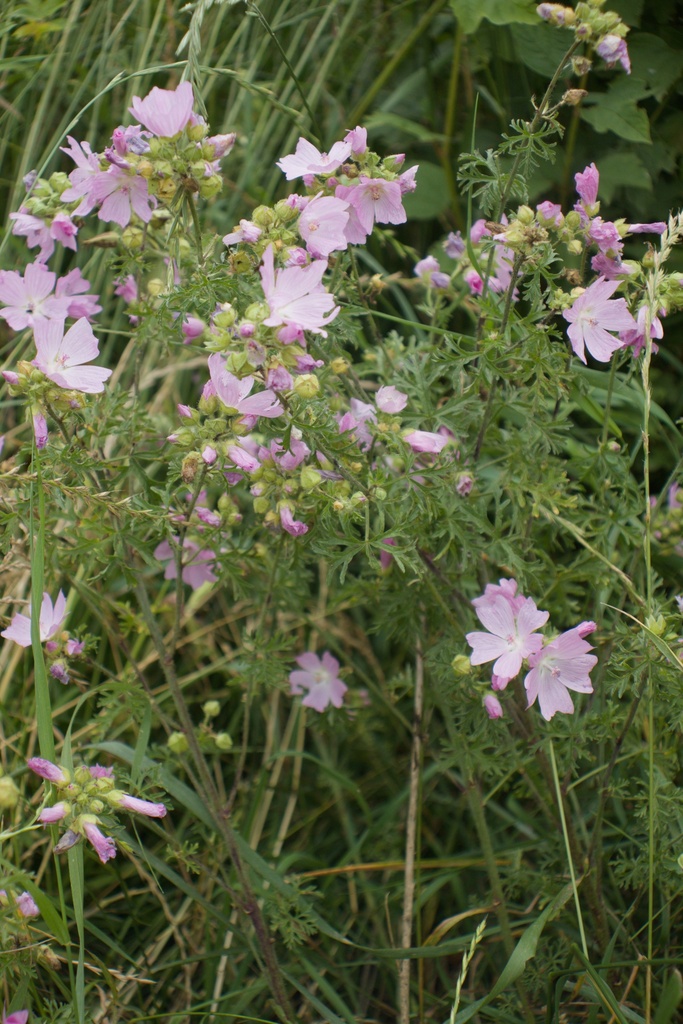 Malva moschata - La Pépinière d'Agnens