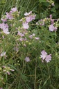 Malva moschata - La Pépinière d'Agnens