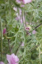 Malva moschata - La Pépinière d'Agnens