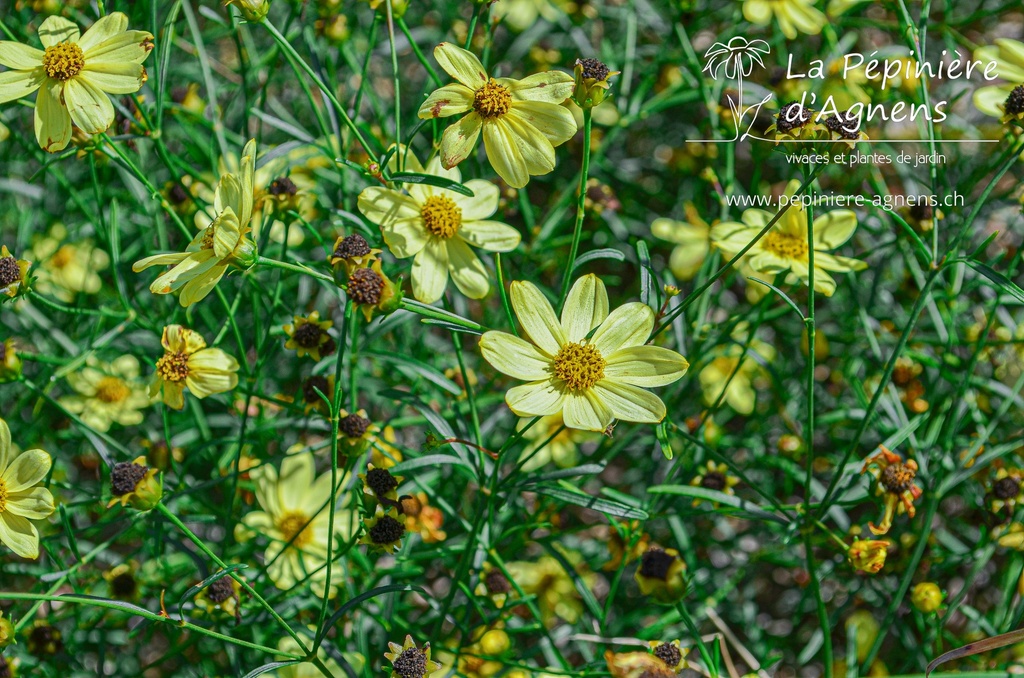 Coreopsis verticillata 'Moonbeam'- La pépinière d'Agnens