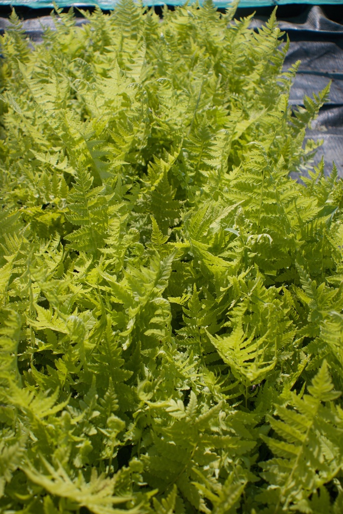 Matteuccia struthiopteris - La Pépinière d'Agnens