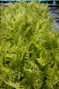 Matteuccia struthiopteris - La Pépinière d'Agnens