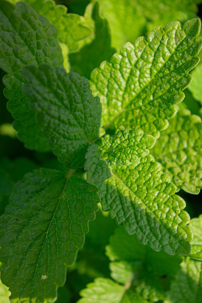 Melissa officinalis 'Limonii' - La Pépinière d'Agnens
