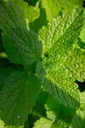 Melissa officinalis 'Limonii' - La Pépinière d'Agnens