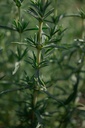 Mentha cervina - La Pépinière d'Agnens