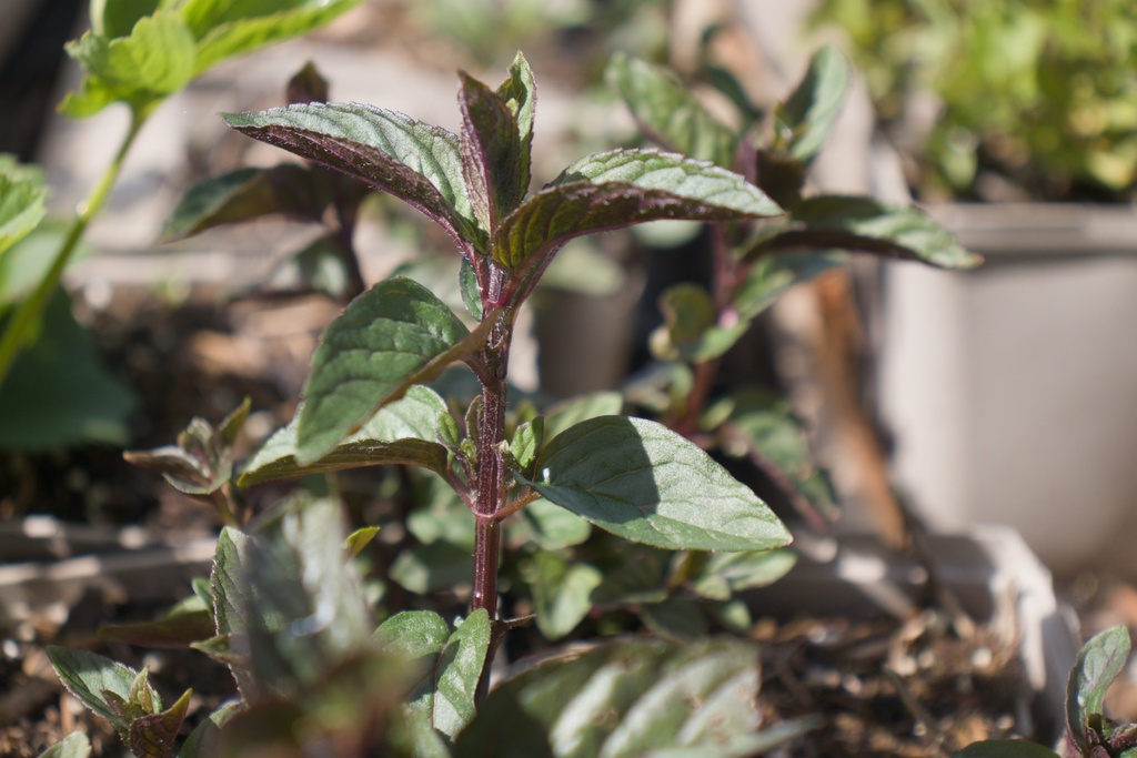 Mentha piperita (x) 'Chocolat' - La Pépinière d'Agnens