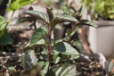 Mentha piperita (x) 'Chocolat' - La Pépinière d'Agnens