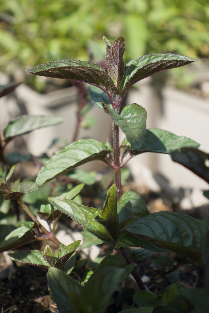 Mentha piperita (x) 'Chocolat' - La Pépinière d'Agnens