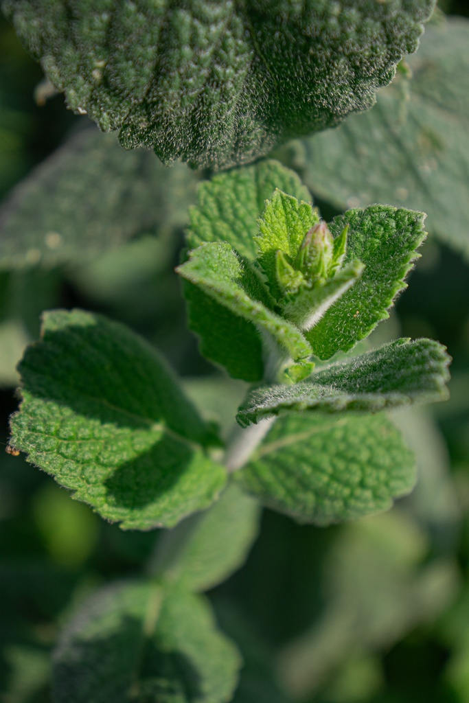 Mentha rotundifolia (x) 'Apfelminze' - La Pépinière d'Agnens