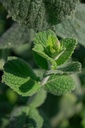 Mentha rotundifolia (x) 'Apfelminze' - La Pépinière d'Agnens