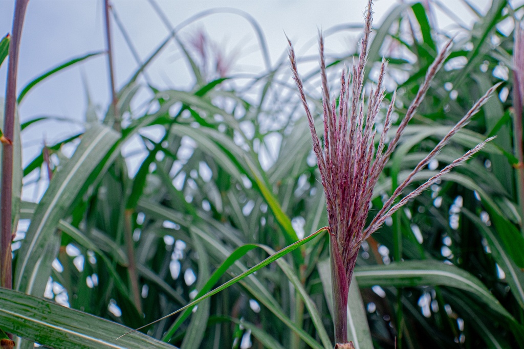 Miscanthus giganteus (x) - La Pépinière d'Agnens