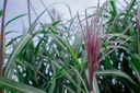 Miscanthus giganteus (x) - La Pépinière d'Agnens