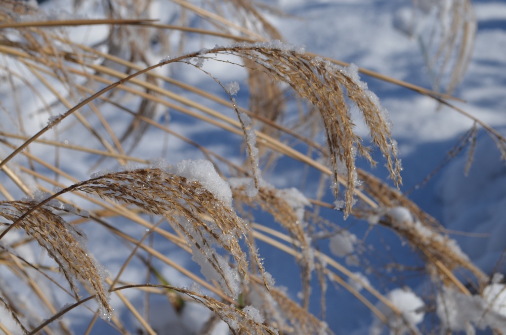 Miscanthus sinensis 'Morning Light' - La Pépinière d'Agnens