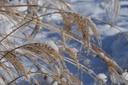 Miscanthus sinensis 'Morning Light' - La Pépinière d'Agnens