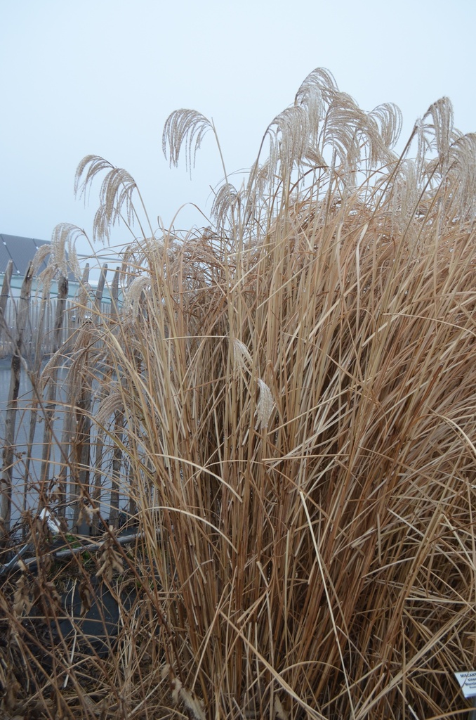 Miscanthus sinensis 'Morning Light' - La Pépinière d'Agnens