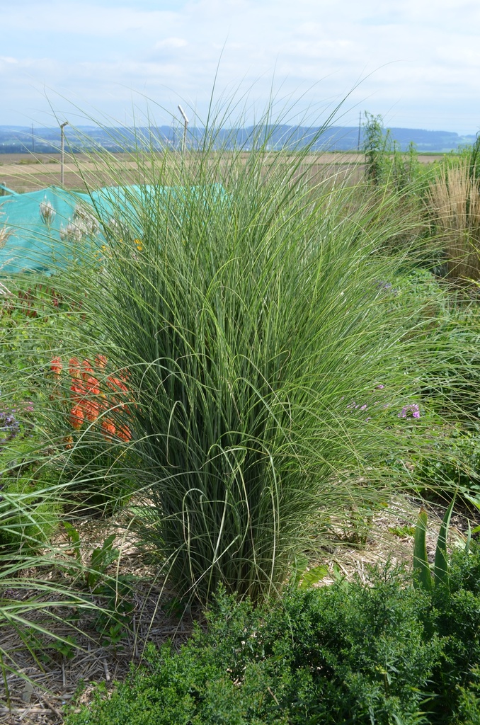 Miscanthus sinensis 'Morning Light' - La Pépinière d'Agnens