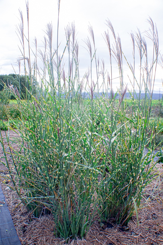 Miscanthus sinensis 'Strictus' - La Pépinière d'Agnens