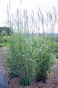 Miscanthus sinensis 'Strictus' - La Pépinière d'Agnens